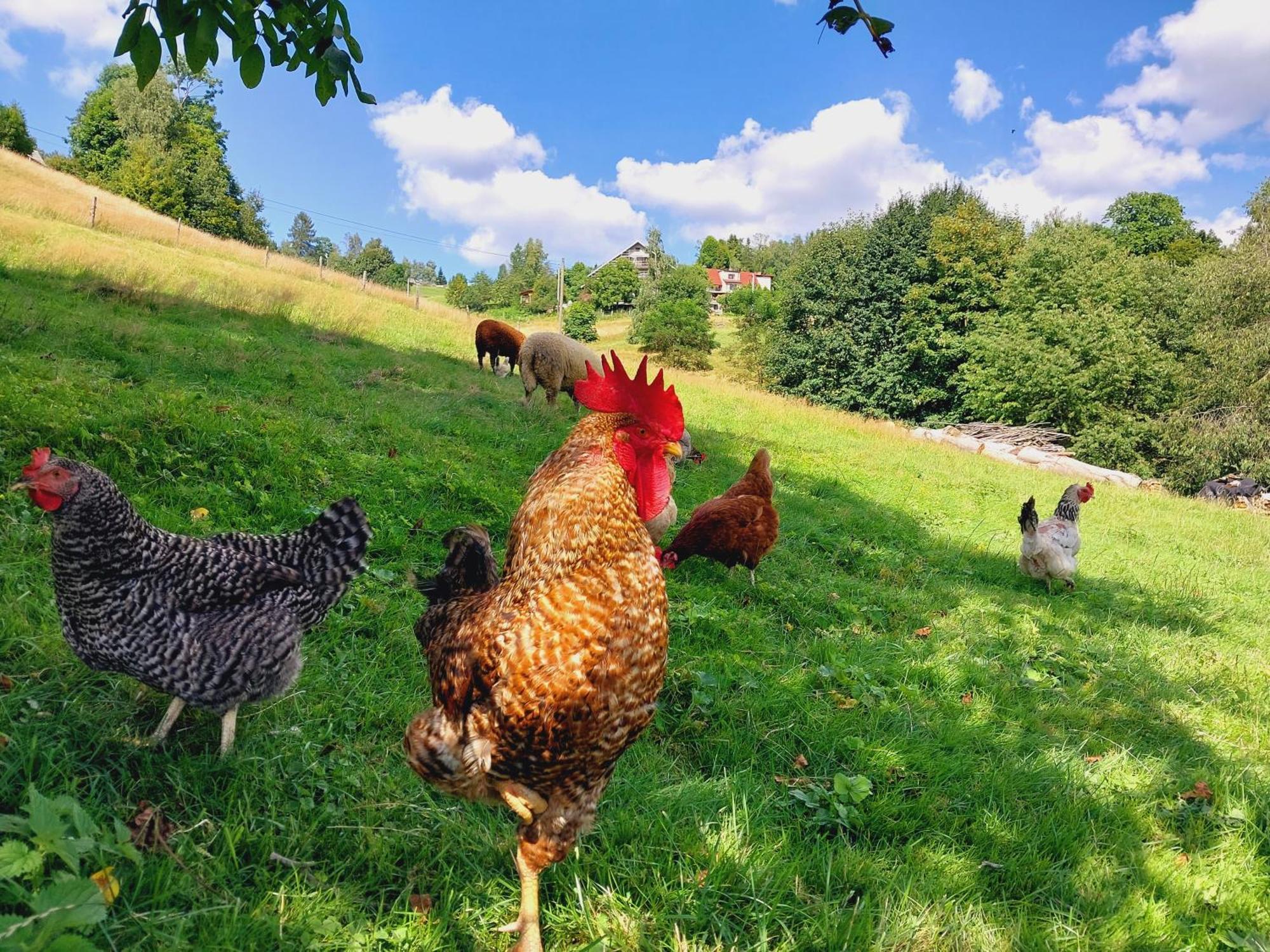 Agroturystyka Jelenia ヴィスワ エクステリア 写真
